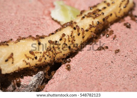 ants eaten french fries