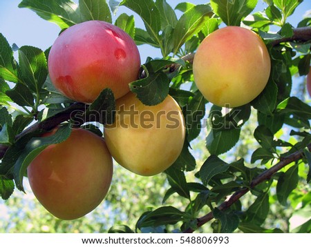 Plum tree with juicy fruits.