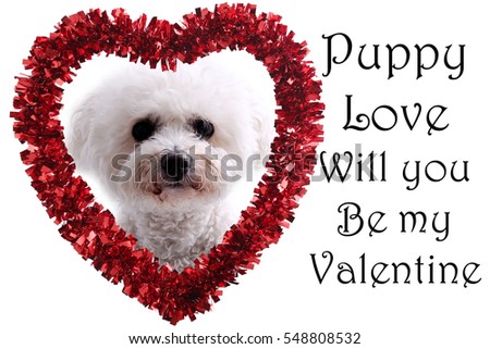 Cute Valentines Day Heart with a Bichon Frise Dog inside. Isolated on white with text, text ready PUPPY LOVE WILL YOU BE MY VALENTINE. Text and Photo are easily replaced. 