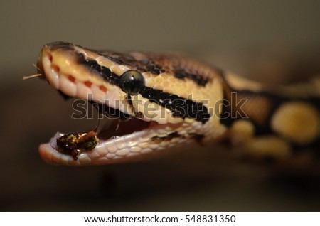 Ball python (Python regius)