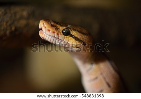 Ball python (Python regius)