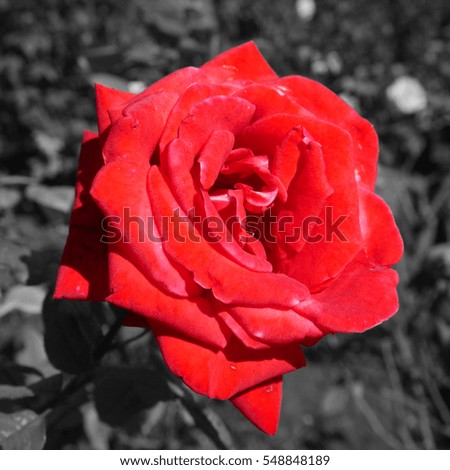 Red rose with black&white back