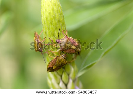 three bedbugs sit on flowers lupine