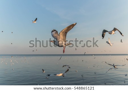 A bird with a medium A length of 46-47 cm is different from other types of gulls with large white stripes at the base of the wing feathers.
