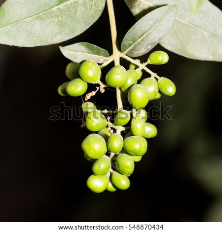 berries on a bush in nature