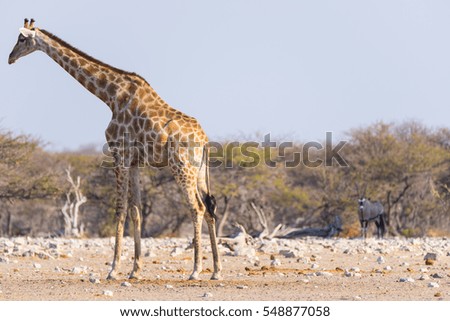 Giraffe and Oryx walking in the bush. Wildlife Safari in the Etosha National Park, famous travel destination in Namibia, Africa.
