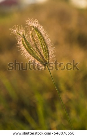 flowering grass