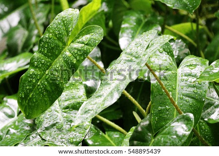 drop of water on a green leaf in a rainy day