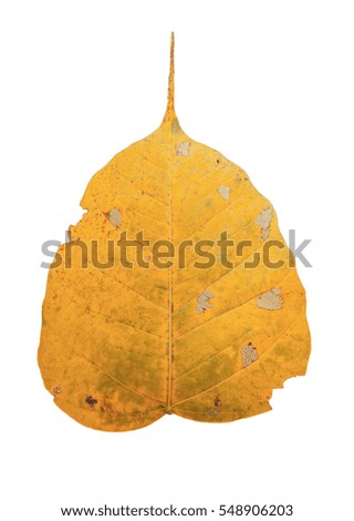 Decay yellow bodhi leaf on white background