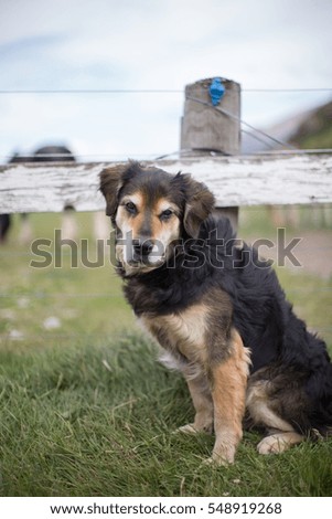Shepherd dog in New Zealand