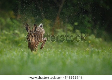 hare is running in the beautiful light on green grassland,european wildlife, wild animal in the nature habitat, czech republic, lepus europaeus