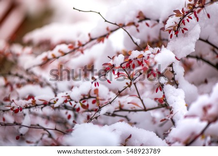 Waiting for the winter. First snow in the middle of autumn. Macro shot of white snow on top of brightly red autumn leaves in barberry bush