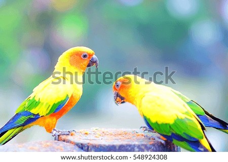 Cute sun conure parrots are eating