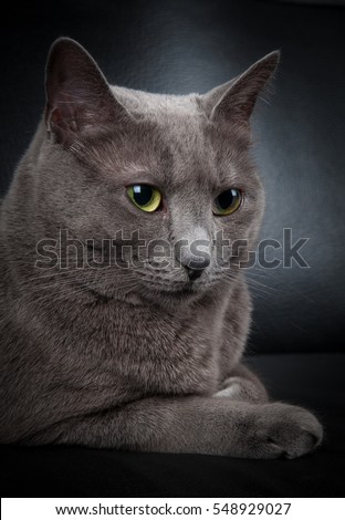 Portrait of Russian gray cat, against black background