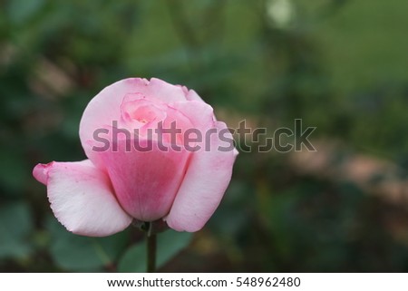 Pink Rose on the Branch in the Garden