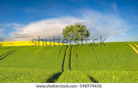 green tree standing alone in a green spring field,against a blue sky,