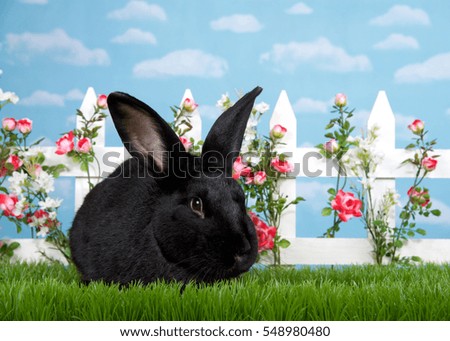 Large black  bunny in green grass facing viewer, white picket fence with pink roses. Blue background sky with clouds. Copy space.
