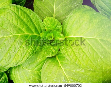 the green leaf background