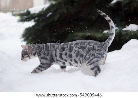 Blue spotted tabby Bengal kitten on nature background. 