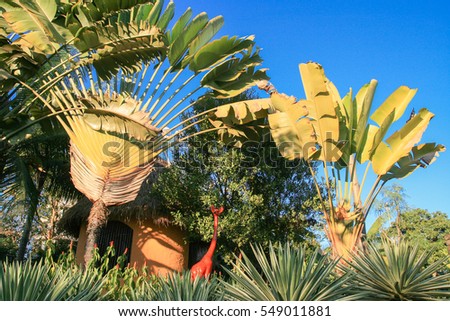 Palm, Family Palmae in Blue Sky