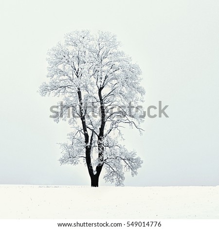 Winter landscape - frosty trees. Nature with snow. Beautiful seasonal natural background.