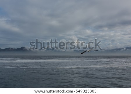This is picture of shore mountains a sea or a ocean and with bird  seagull. It is a excellent illustration in soft light.