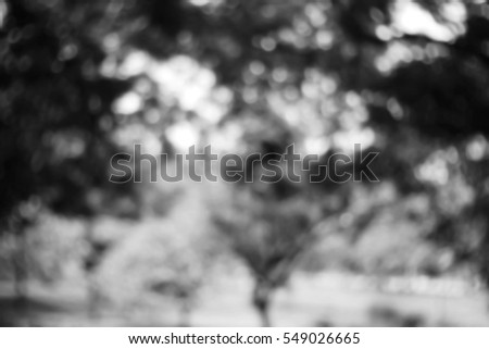 Picture blurred  for background abstract and can be illustration to article of forest trees