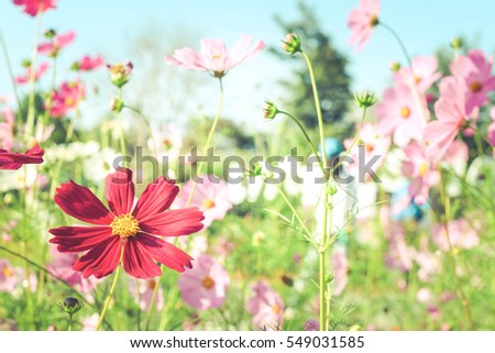 Cosmos flowers with soft natural background concept, fresh and beautiful thing on earth.
