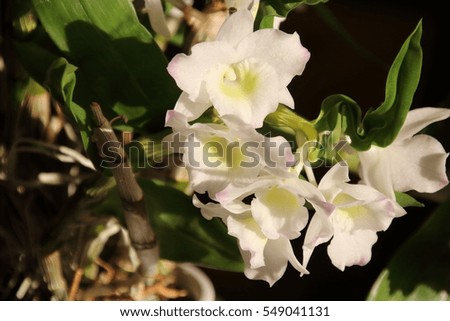 White orchid flower is popular decorative house plant