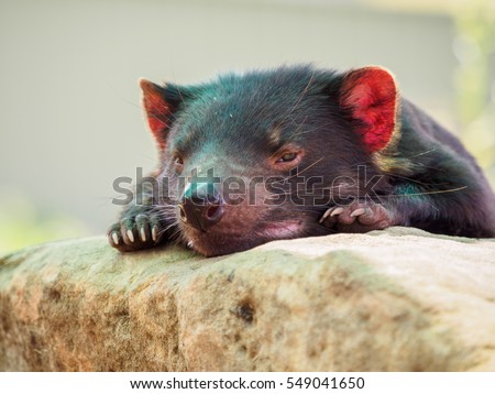 Cute devil in Tasmania Royalty-Free Stock Photo #549041650