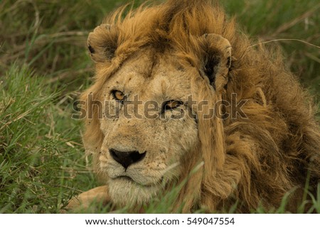 Adult wild lion portrait