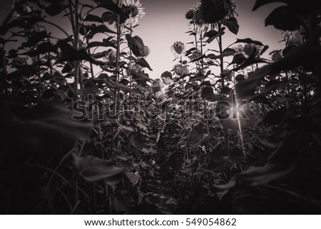 Black white photography romantic couple standing  and kissing on background summer meadow sunflower  sunset