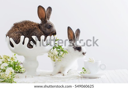 two rabbits on white background