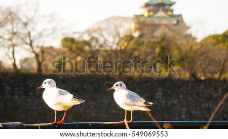 Seagull in  ,Osaka Castle ,Japanese.