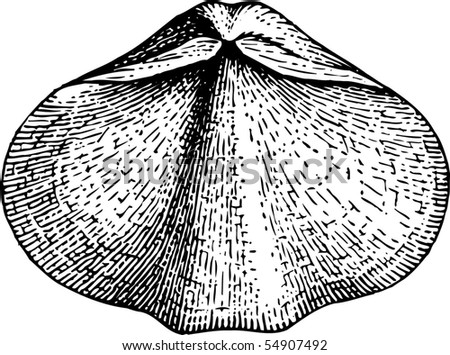 Seashell eospirifer radiatus