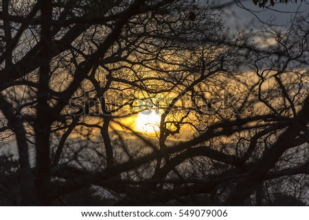 Sunset over old forest, spooky picture, horror background
