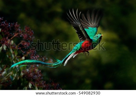 Flying Resplendent Quetzal, Pharomachrus mocinno, Savegre in Costa Rica, with green forest in background. Magnificent sacred green and red bird. Action flight moment with Resplendent Quetzal. Royalty-Free Stock Photo #549082930