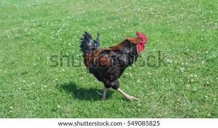 Cock Peck at the green grass