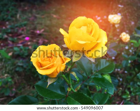 Yellow rose in a garden outside the house.