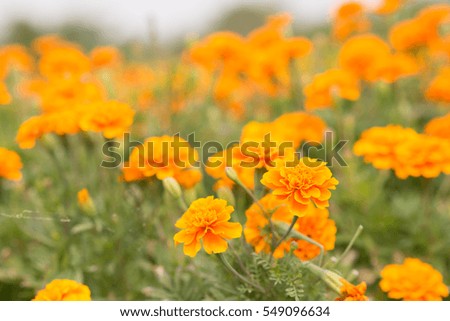 Background Colorful of calendula flower blooming  in the park