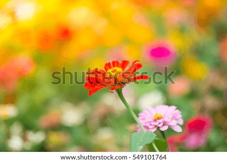 Background Colorful of calendula flower blooming  in the park
