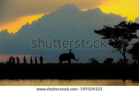 Silhouette elephants in Surin