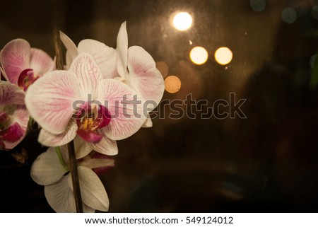 White and pink orchid on a blurry background