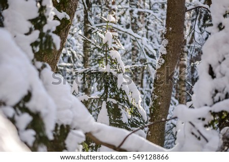 Fairy forest full of snow and small Christmas tree on the sunlight.