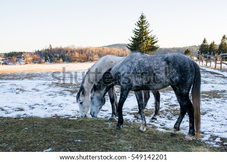 Horses in snowy rolling meadow with rail fence and snow on the trees in background