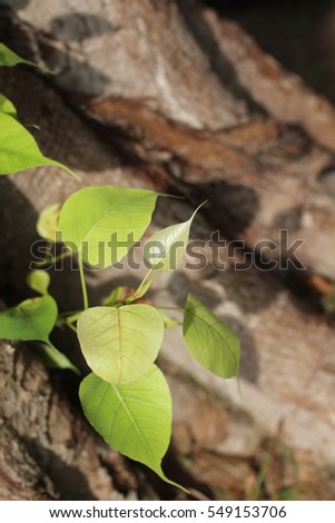 Bodhi or Peepal Leaf from the Bodhi tree