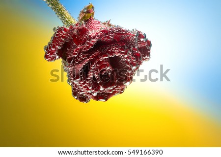 Gift card rose covered with bubbles isolated on a yellow-blue gradient background, background flag of Ukraine with space for text