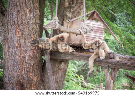 The blurred picture of two gibbons which is on the tree