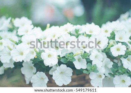 white petunia flower 