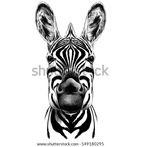 good Zebra smiling black and white face sketch vector